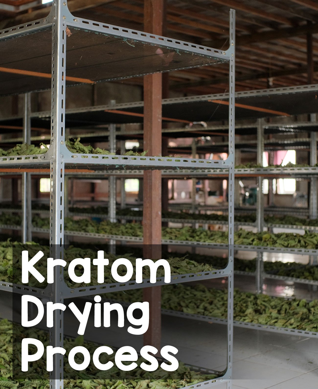 The Kratom Drying Process leaves is critical to the final product, The methods and duration of this drying process further influence the alkaloid profile and the final color of the Kratom. There are two different ways usually involves indoor and outdoor drying.